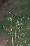 Prairie panicgrass